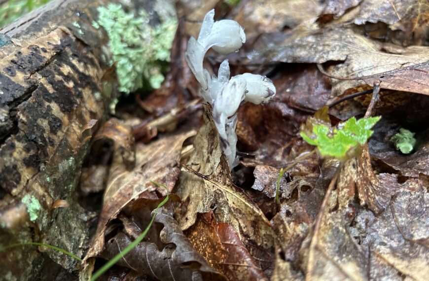 Indian Ghost Pipe