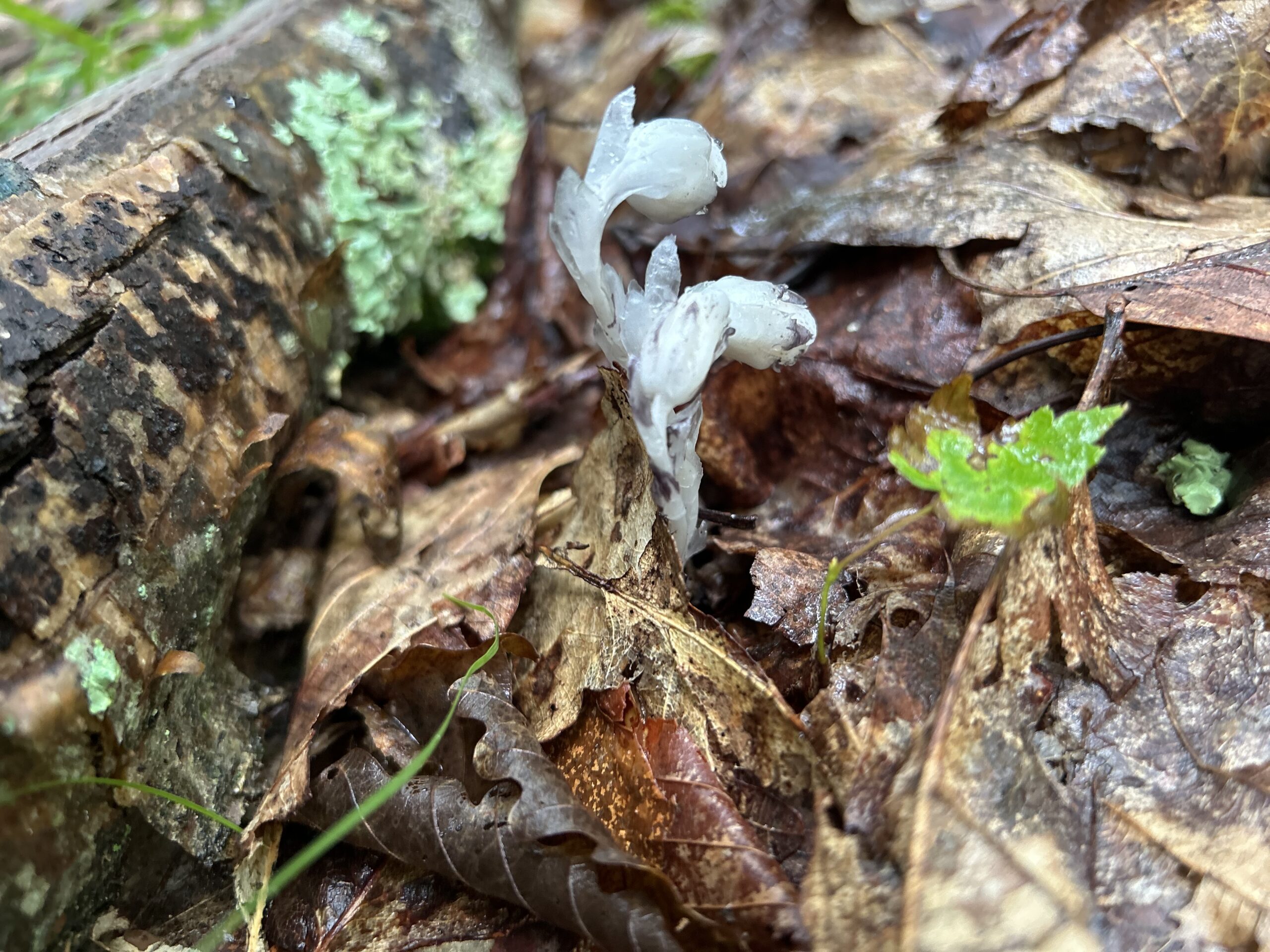 Indian Ghost Pipe